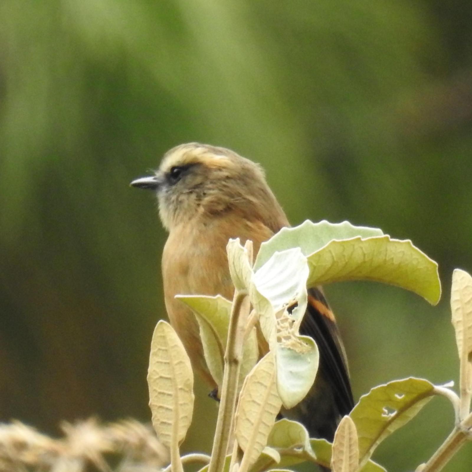 Brown-backed Chat-Tyrant Photo by John Licharson
