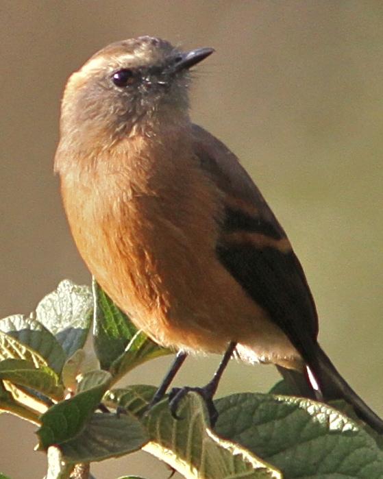 Brown-backed Chat-Tyrant Photo by Marcelo Padua