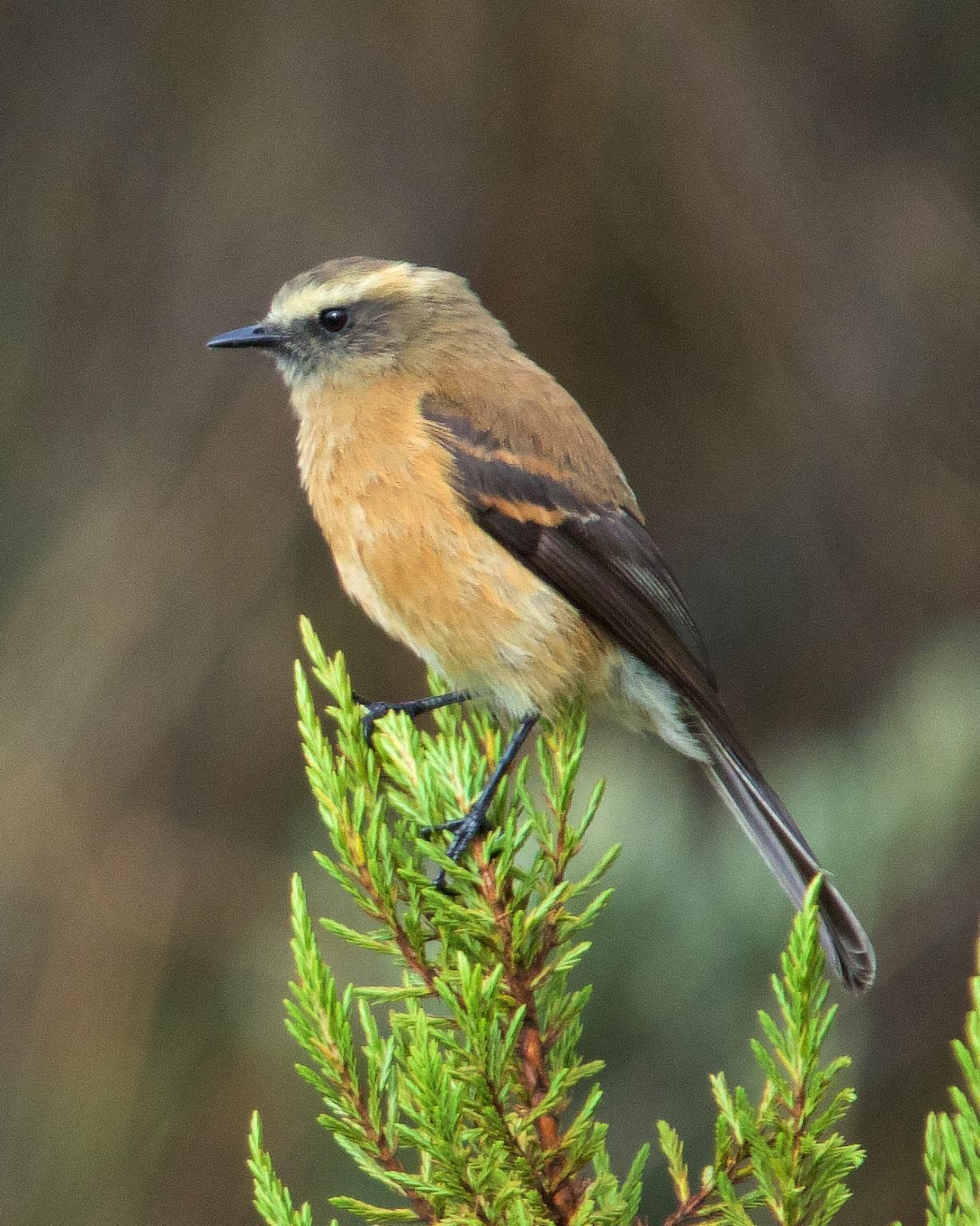 Brown-backed Chat-Tyrant Photo by Denis Rivard