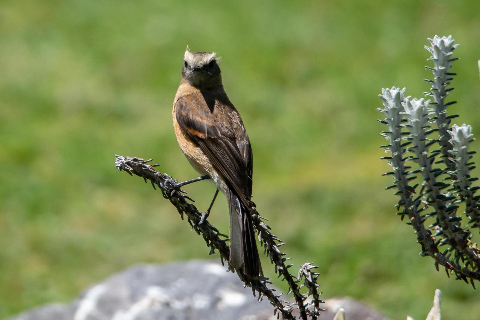 Brown-backed Chat-Tyrant Photo by Gerald Hoekstra