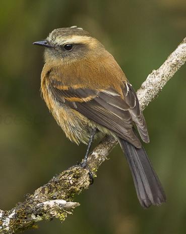 Brown-backed Chat-Tyrant Photo by Francesco Veronesi
