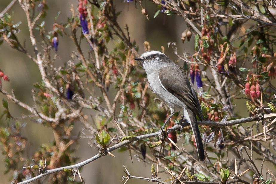 White-browed Chat-Tyrant Photo by Gerald Hoekstra