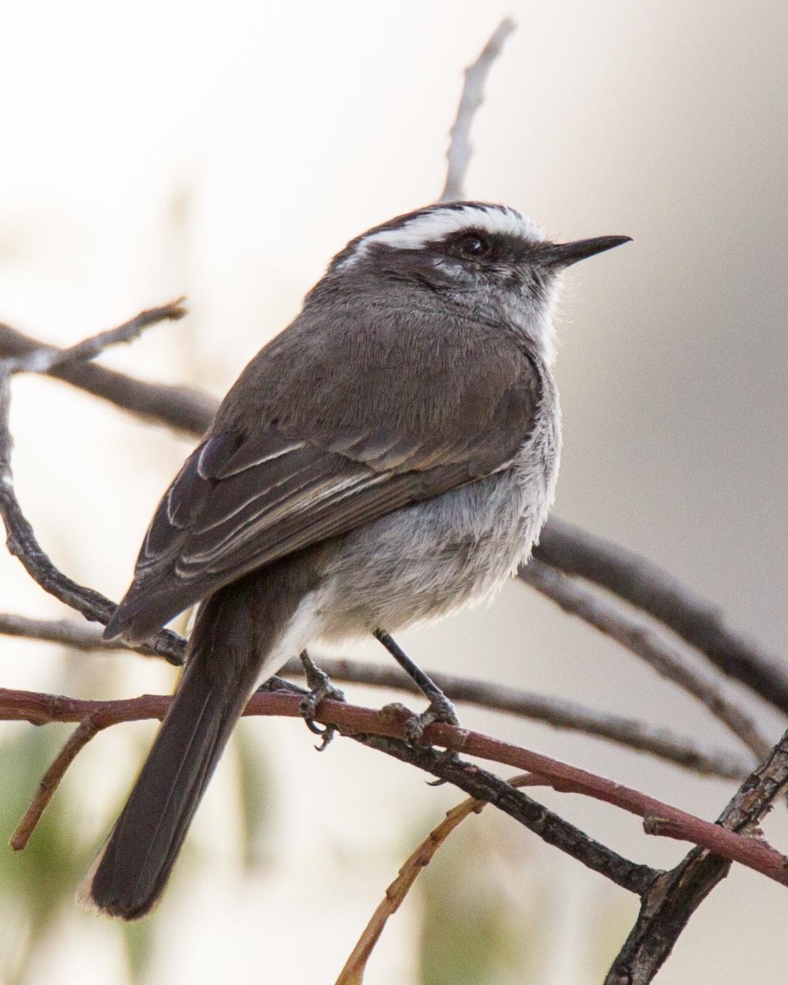 White-browed Chat-Tyrant Photo by Robert Lewis