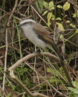 White-browed Chat-Tyrant Photo by Marshall Iliff
