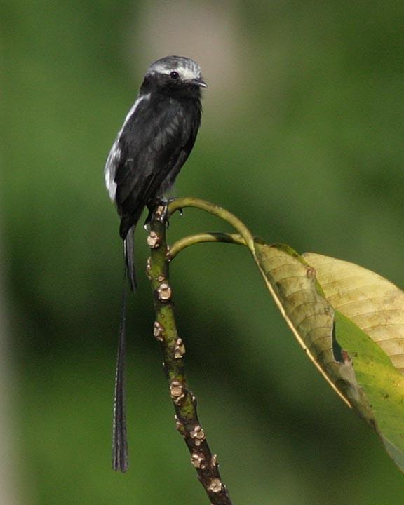 Long-tailed Tyrant Photo by Peter Boesman