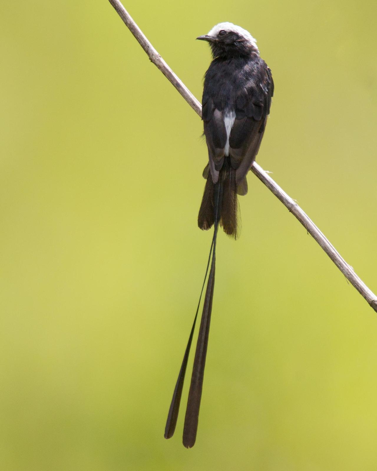 Long-tailed Tyrant Photo by Robert Lewis