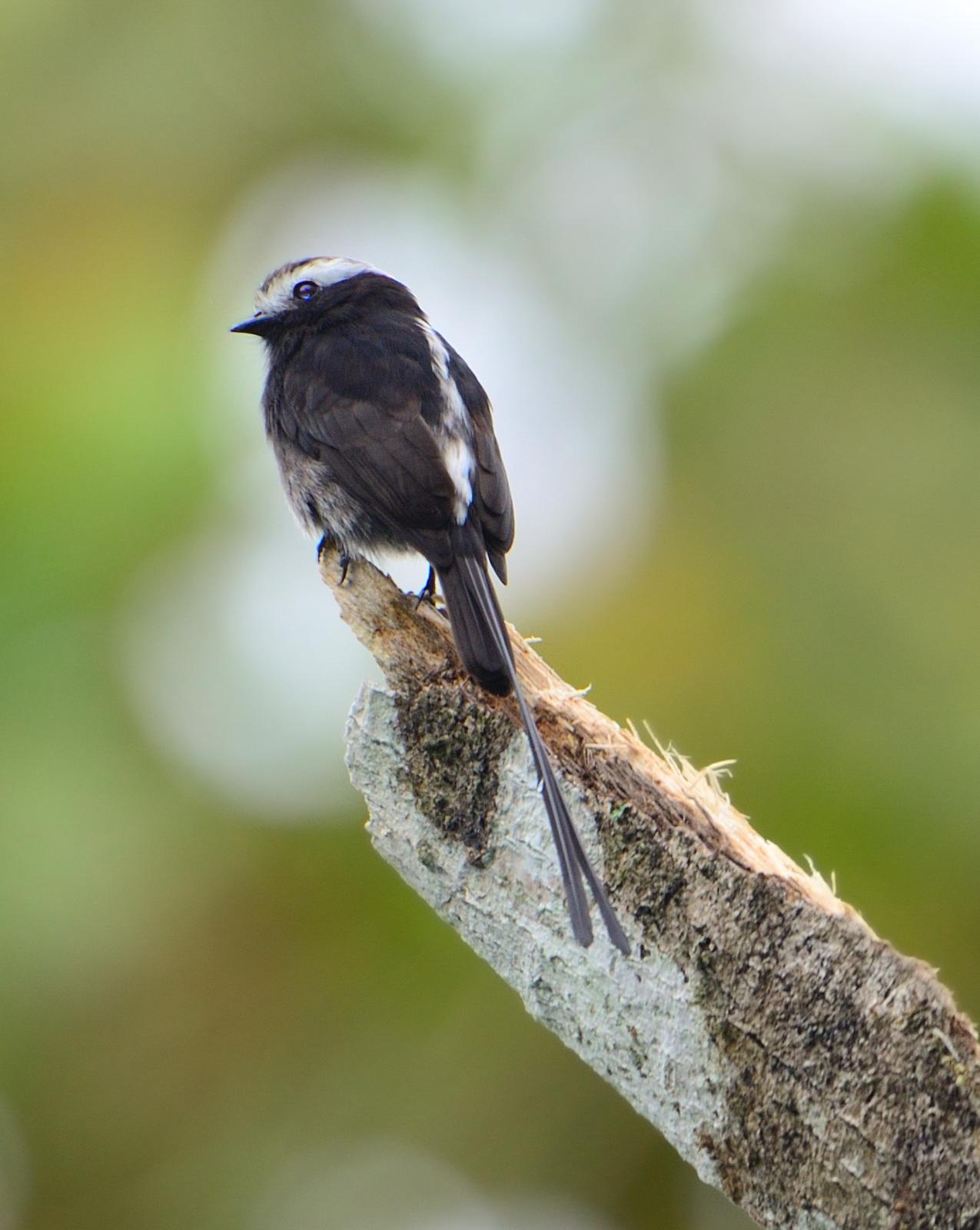 Long-tailed Tyrant Photo by Laurence Pellegrini