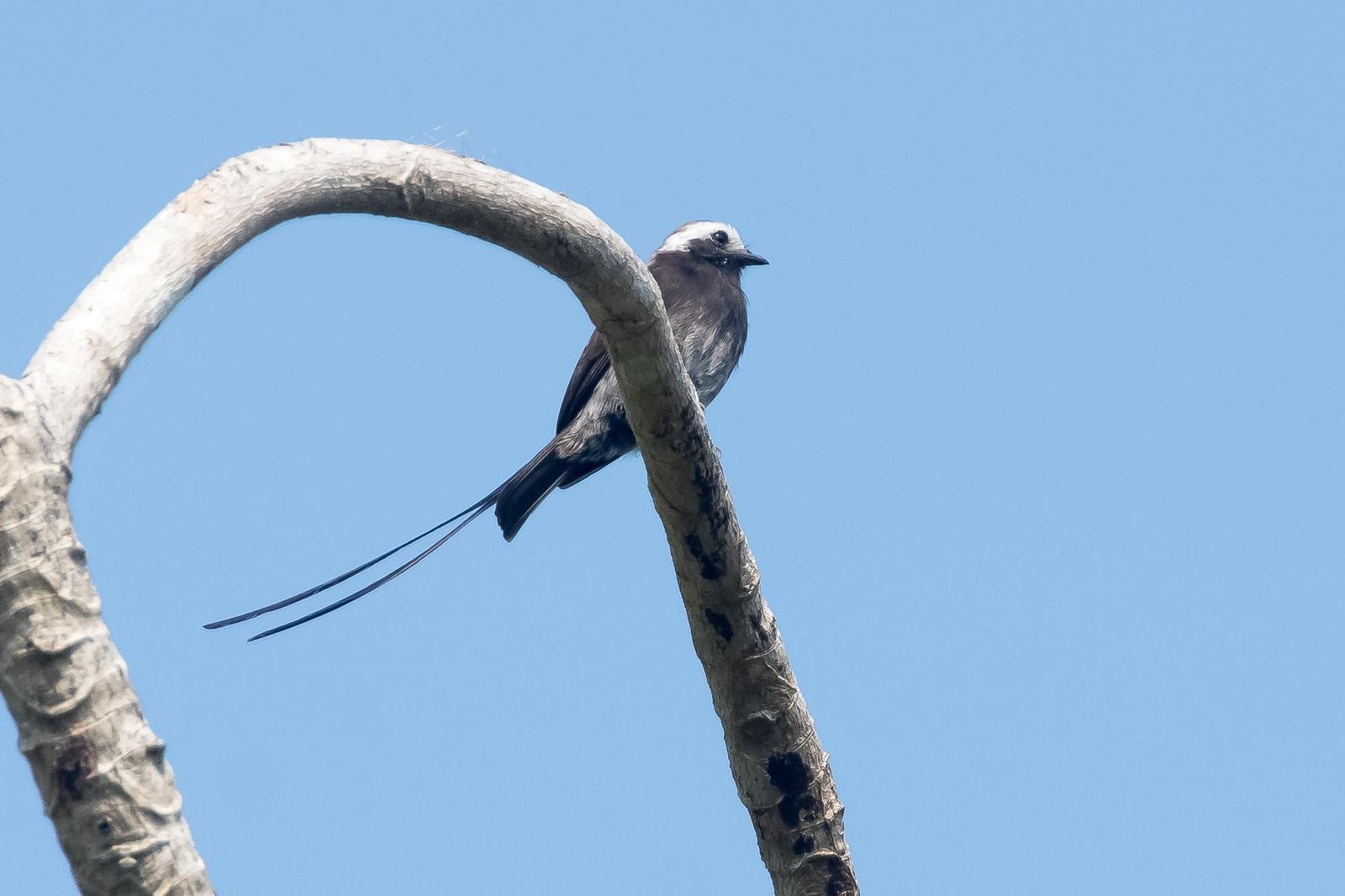 Long-tailed Tyrant Photo by Gerald Hoekstra