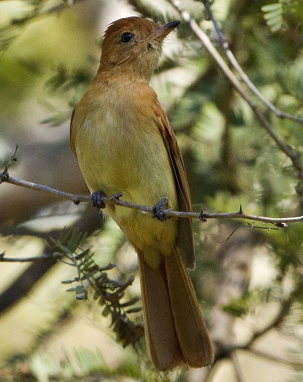 Rufous Casiornis Photo by John Oates