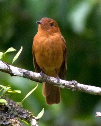 Rufous Mourner Photo by Tiffany Kersten