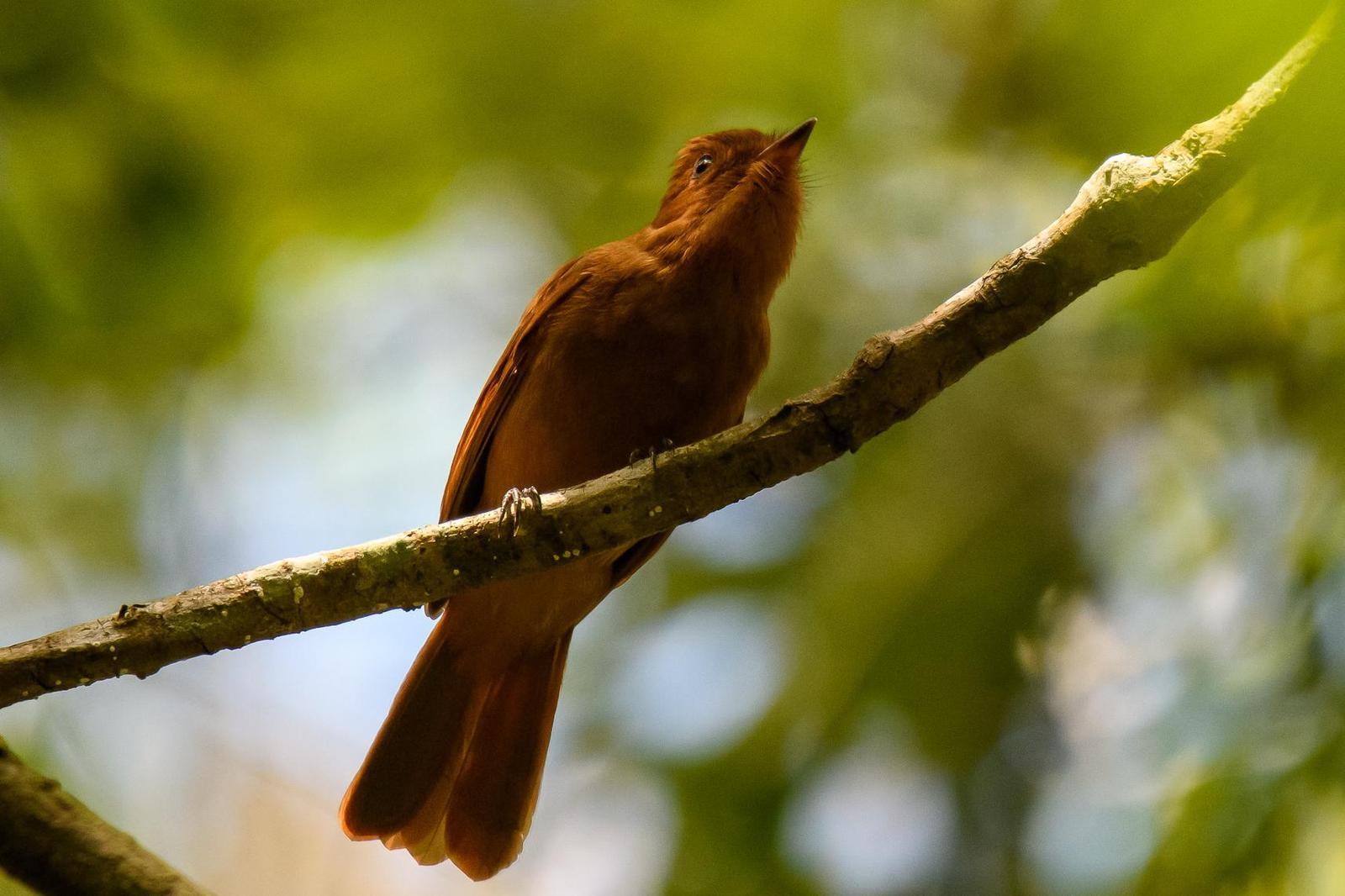 Rufous Mourner Photo by Gerald Hoekstra