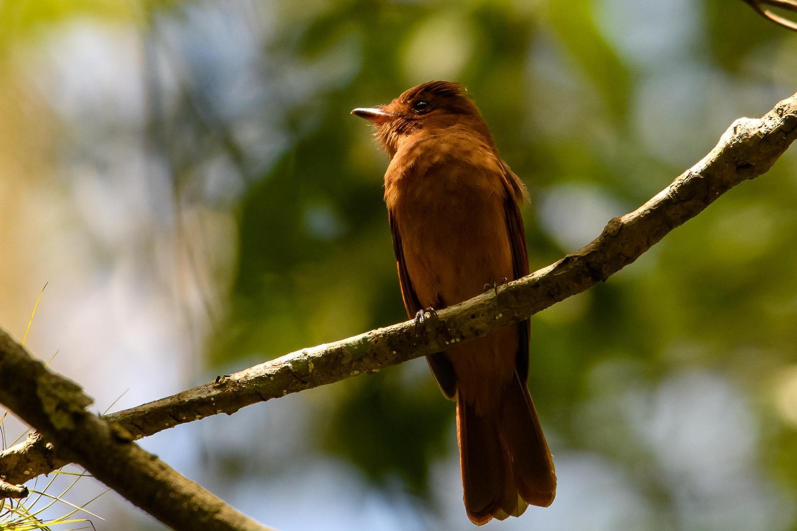 Rufous Mourner Photo by Gerald Hoekstra