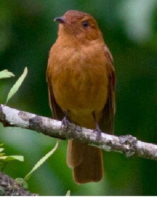 Rufous Mourner Photo by Tiffany Kersten