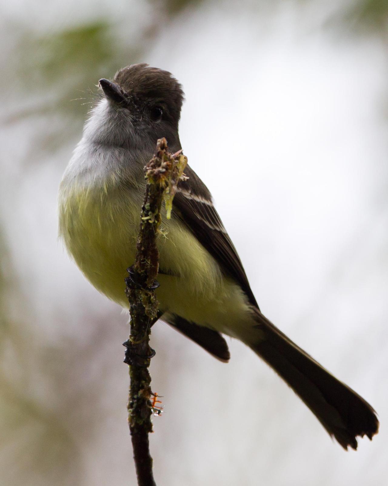 Pale-edged Flycatcher Photo by Kevin Berkoff