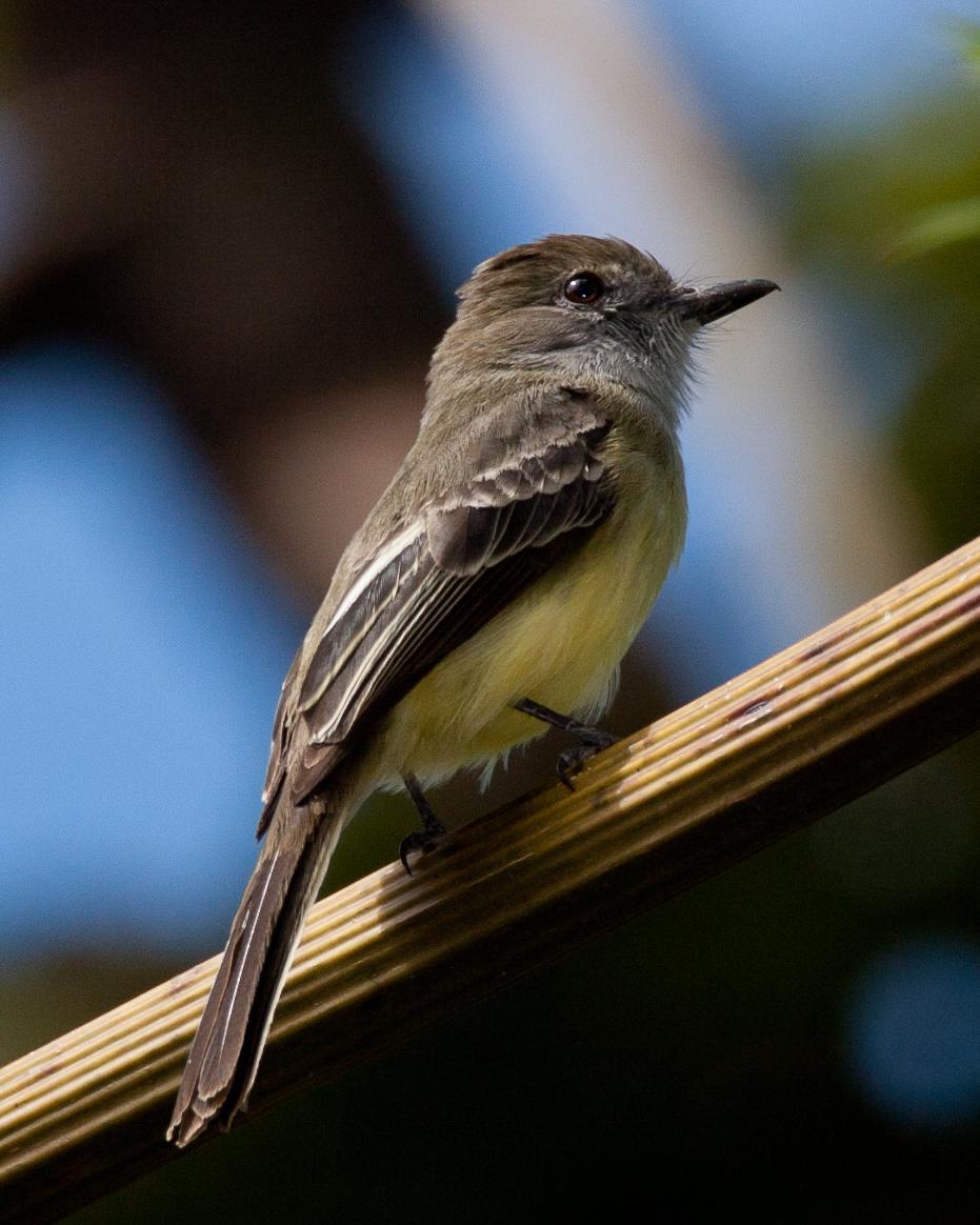 Pale-edged Flycatcher Photo by Robert Lewis