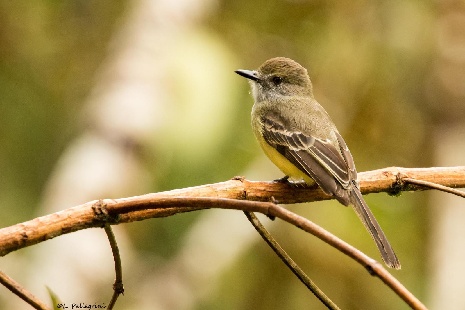 Pale-edged Flycatcher Photo by Laurence Pellegrini