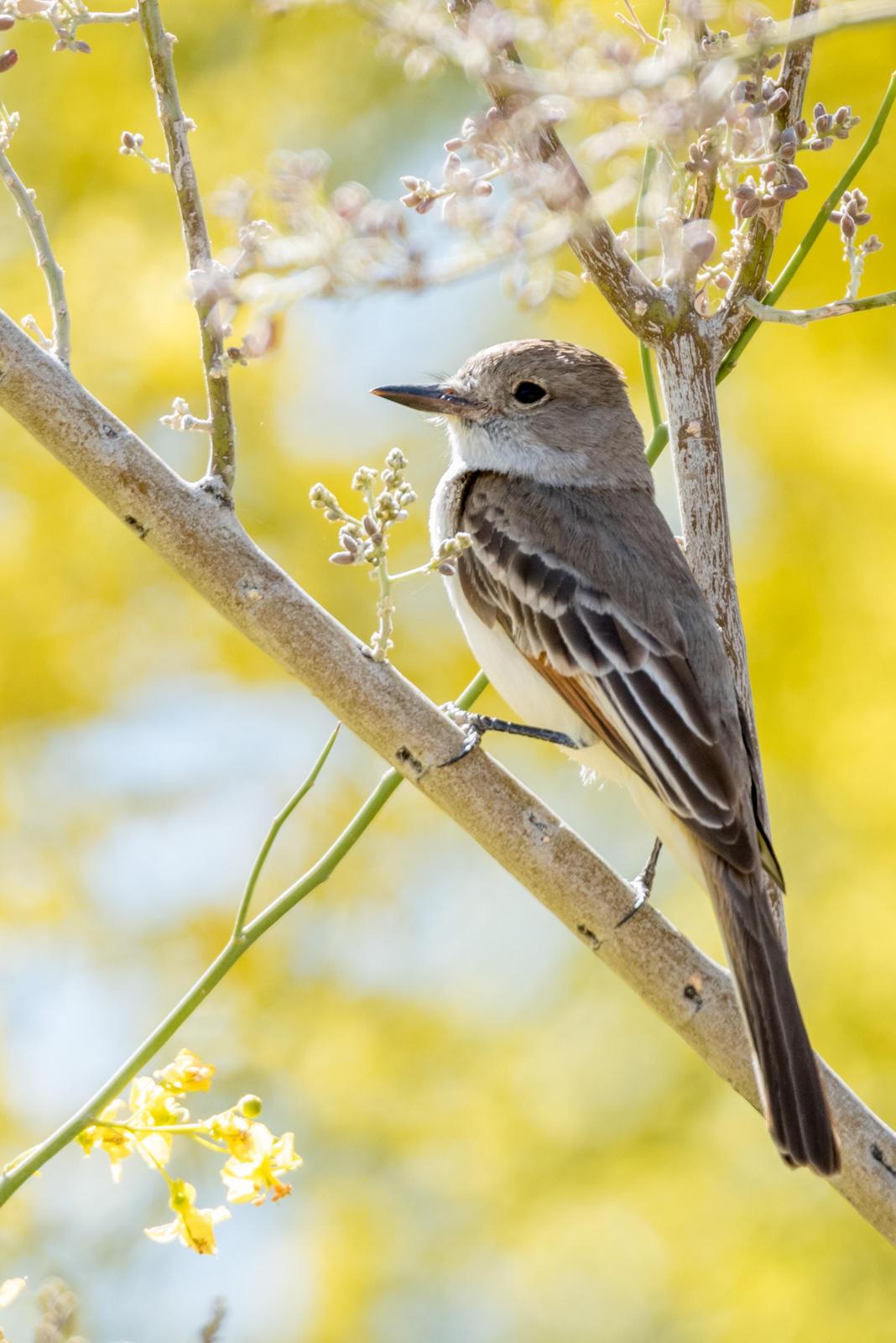 Ash-throated Flycatcher Photo by Layton  Rikkers