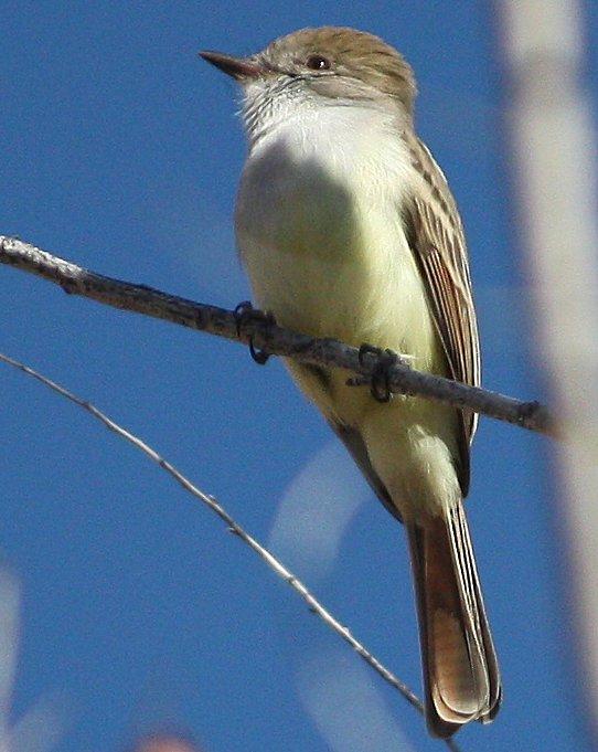 Nutting's Flycatcher Photo by Andrew Core