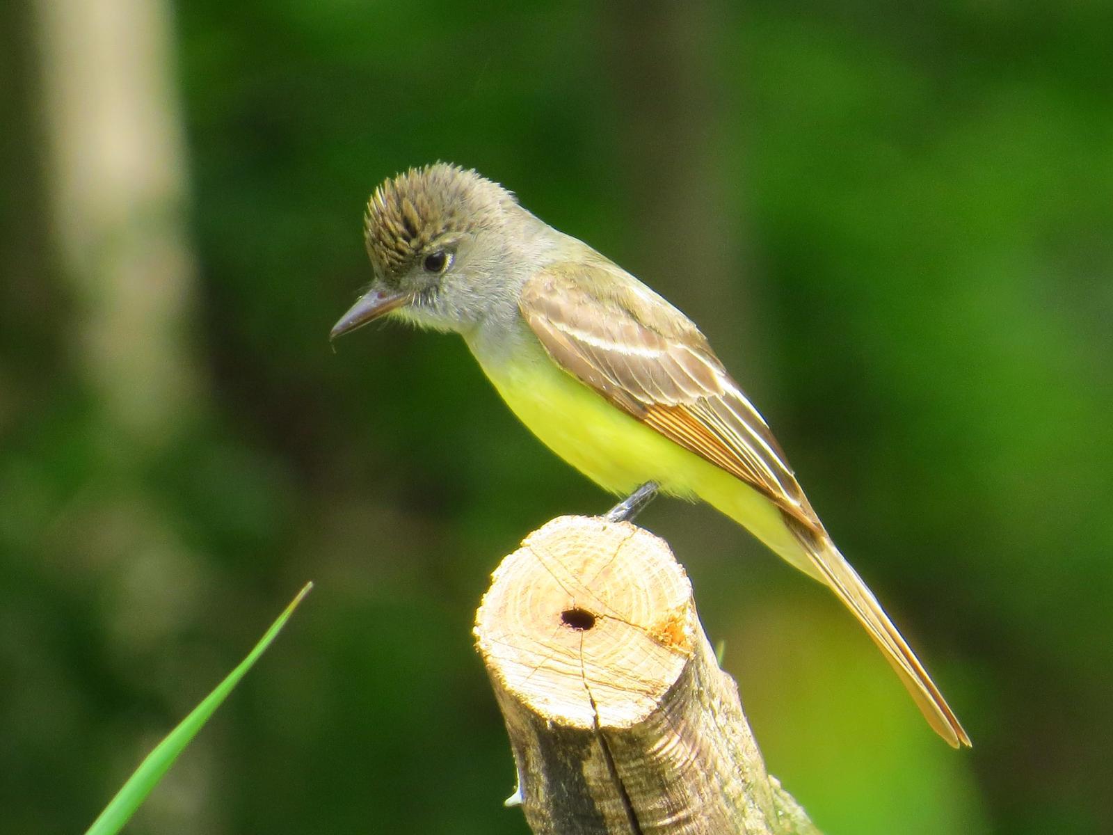Great Crested Flycatcher Photo by Kathy Wooding