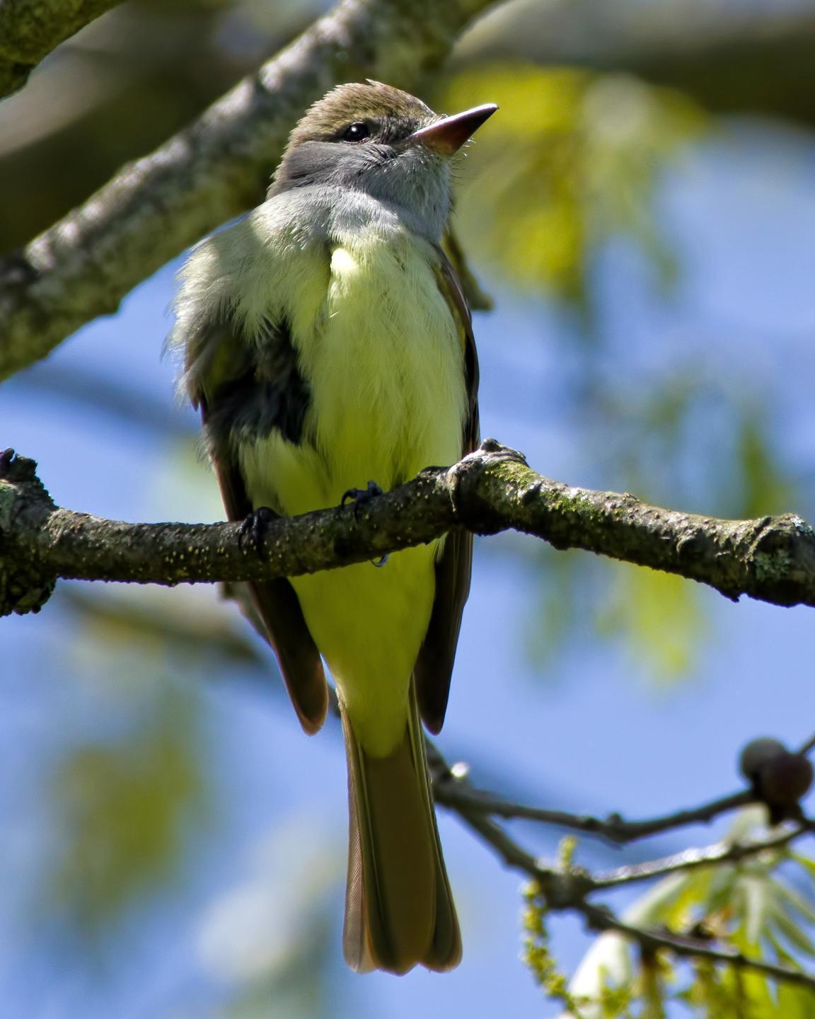 Great Crested Flycatcher Photo by Rob Dickerson