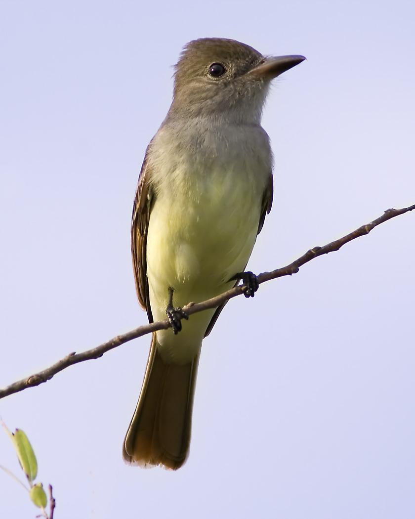 Great Crested Flycatcher Photo by Josh Haas