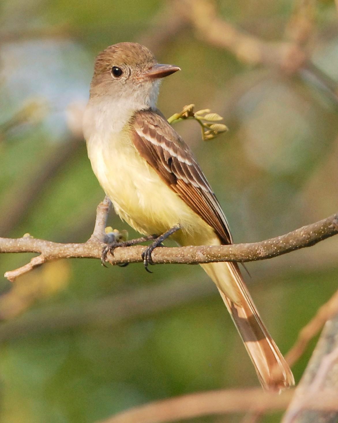Great Crested Flycatcher Photo by David Hollie