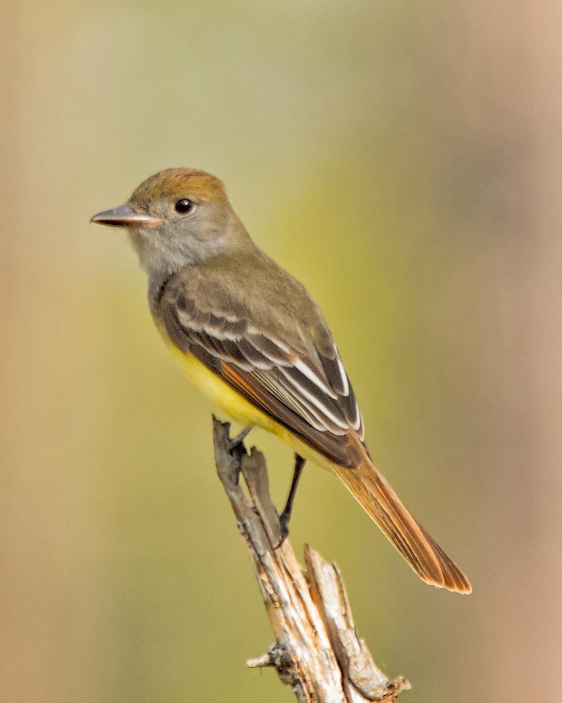 Great Crested Flycatcher Photo by JC Knoll