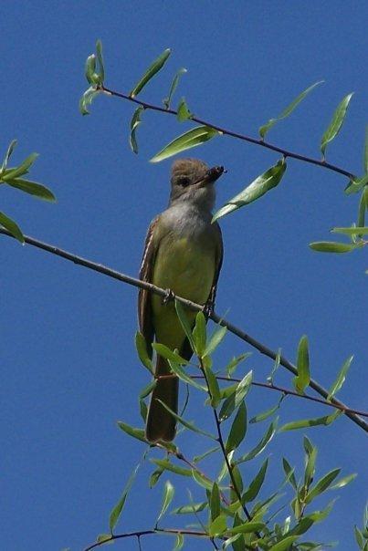 Great Crested Flycatcher Photo by Mike Ballentine