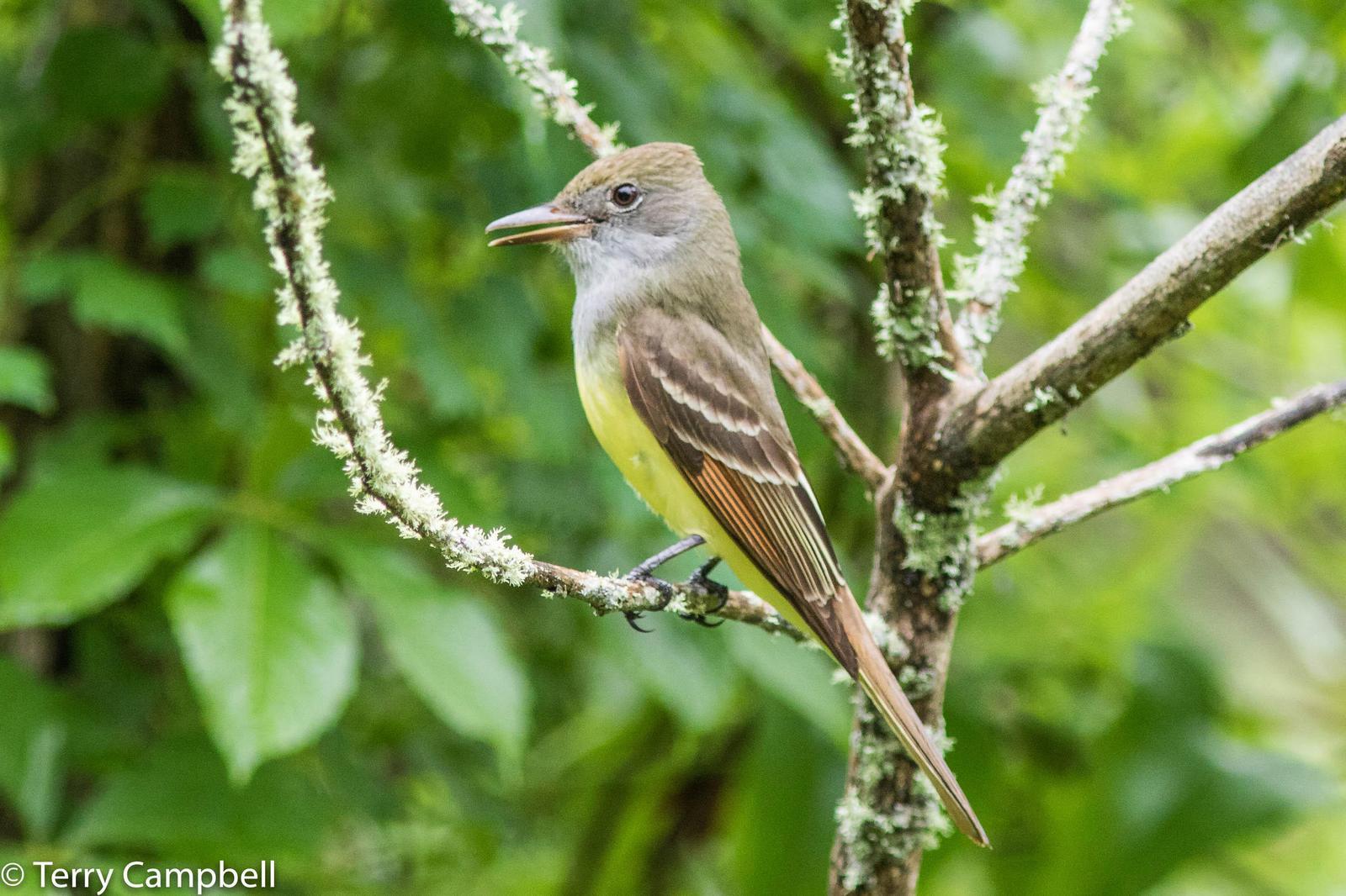 Great Crested Flycatcher Photo by Terry Campbell