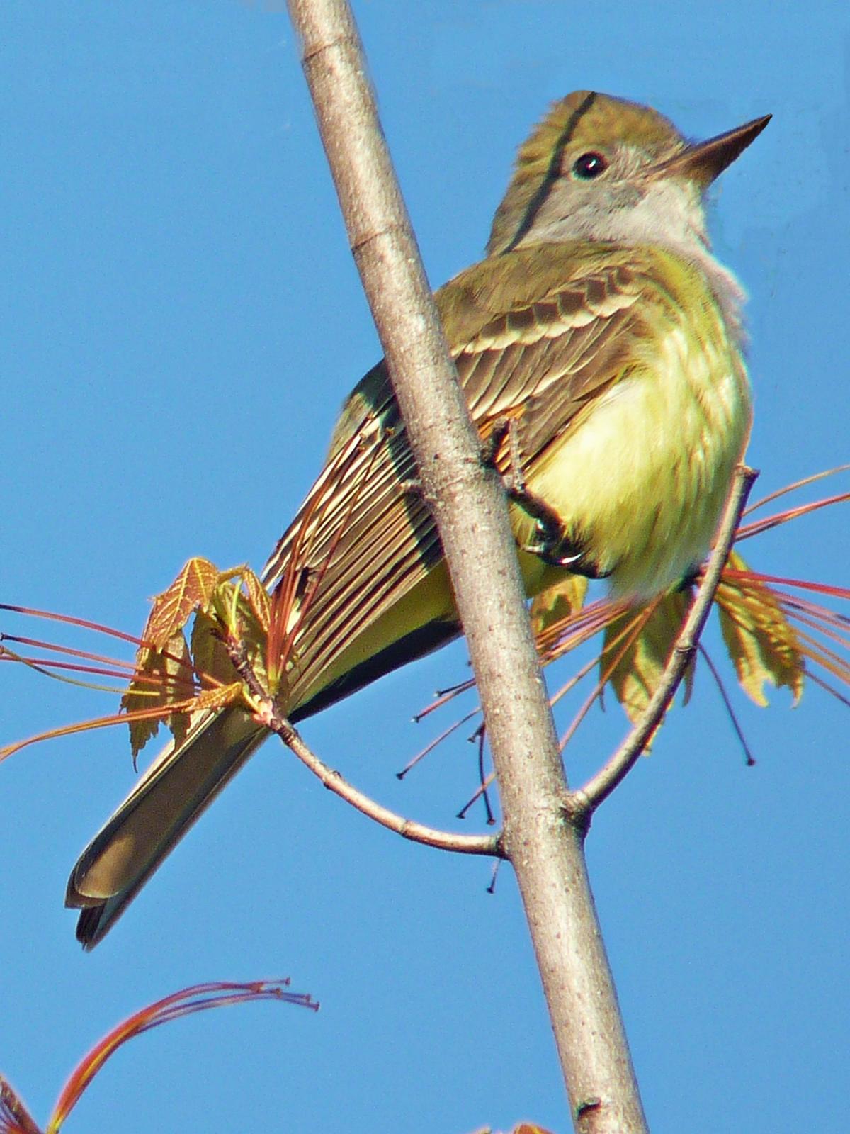 Great Crested Flycatcher Photo by Bob Neugebauer