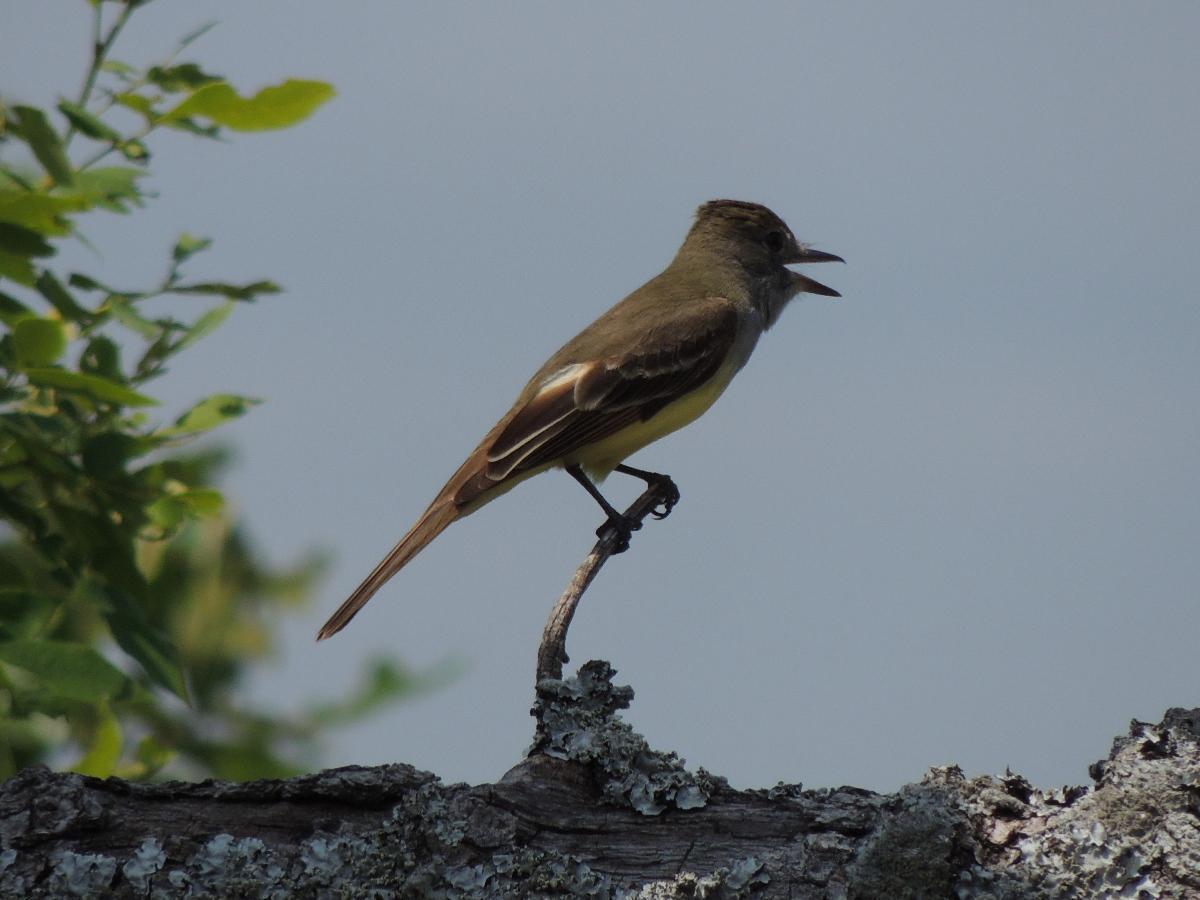 Great Crested Flycatcher Photo by Tony Heindel