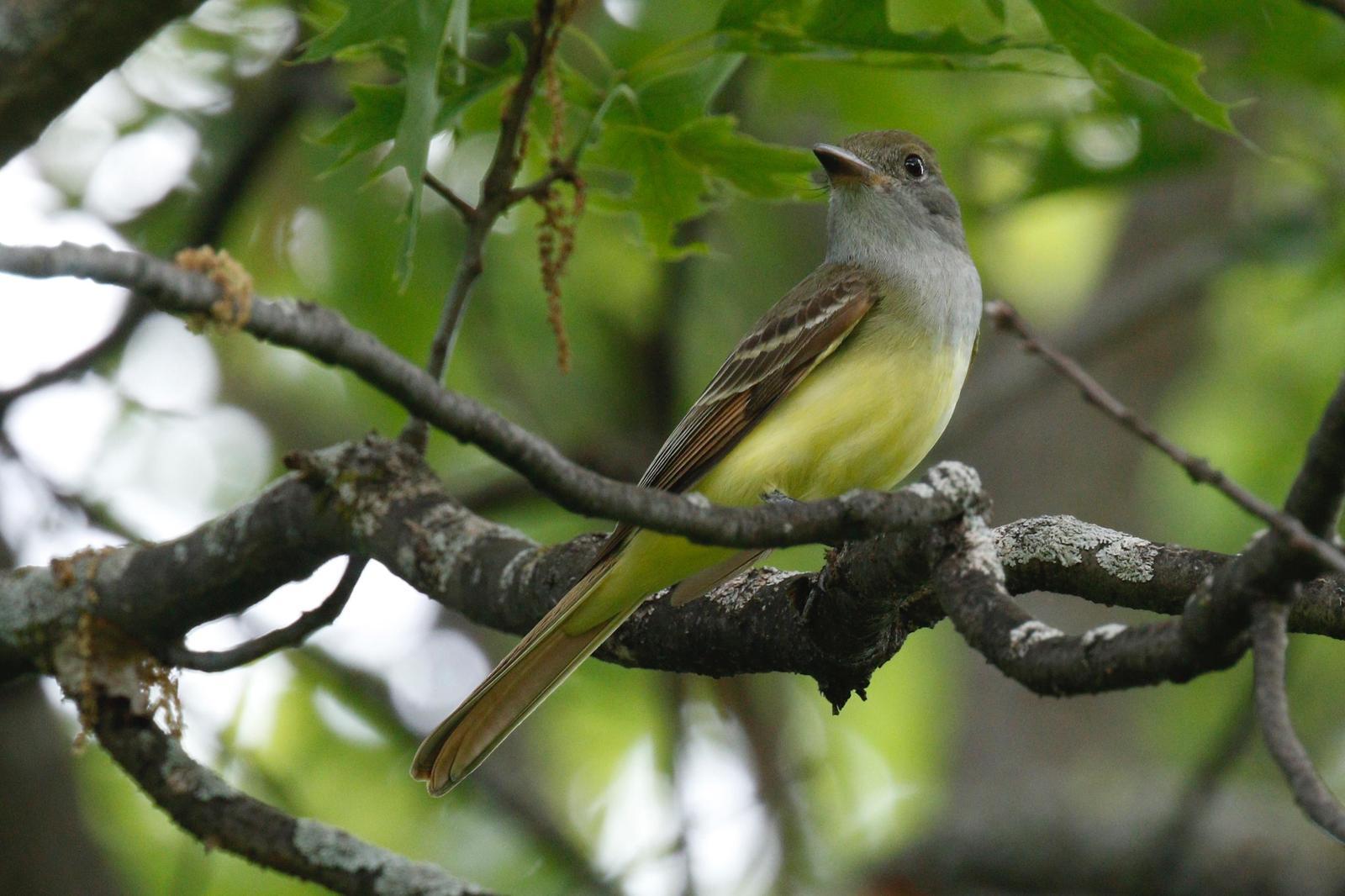 Great Crested Flycatcher Photo by Emily Willoughby