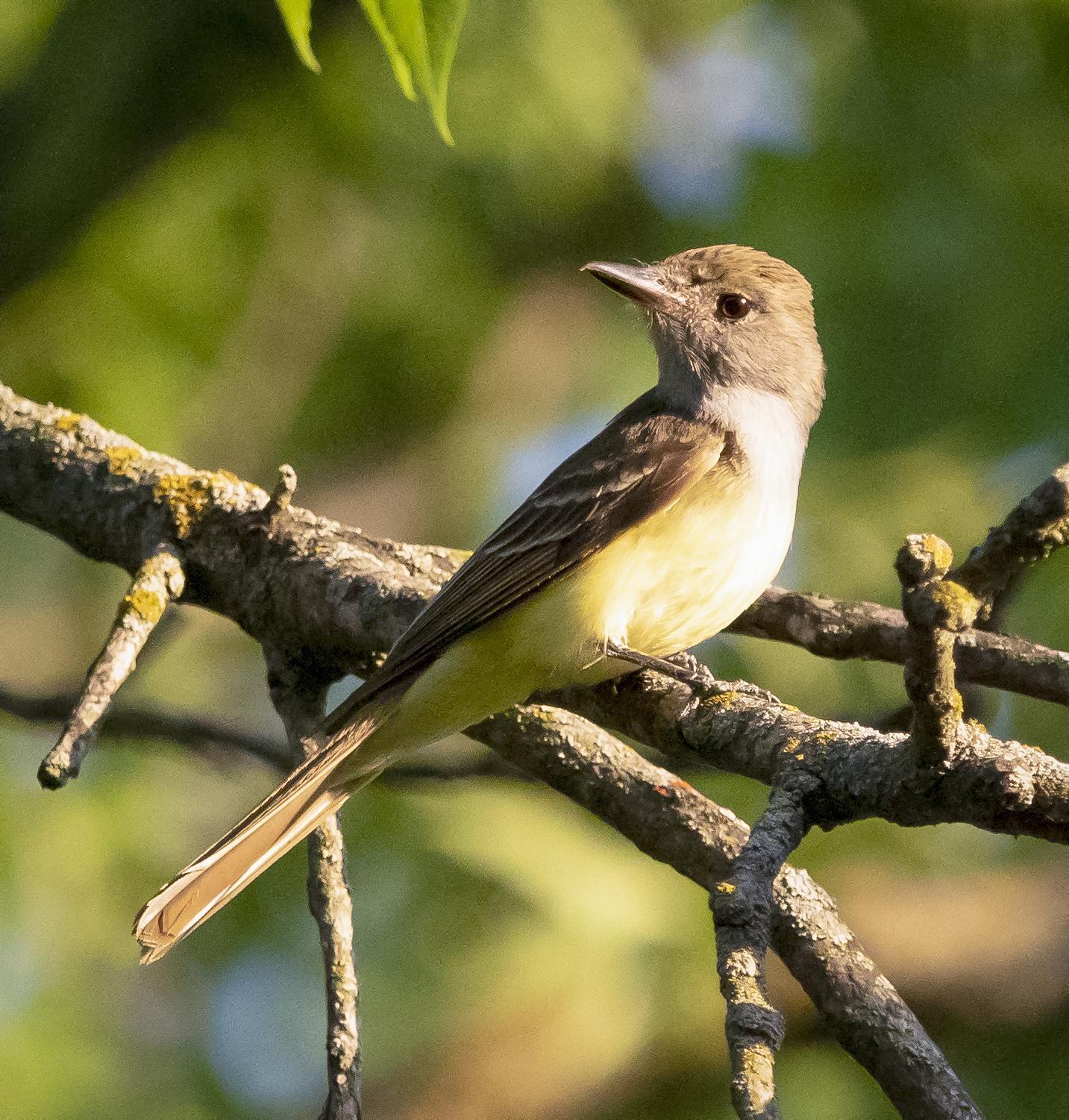 Great Crested Flycatcher Photo by Tom Gannon