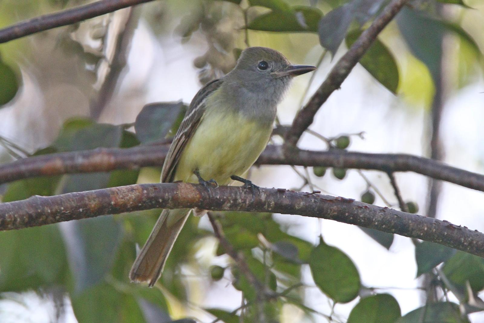 Great Crested Flycatcher Photo by Michael Blust