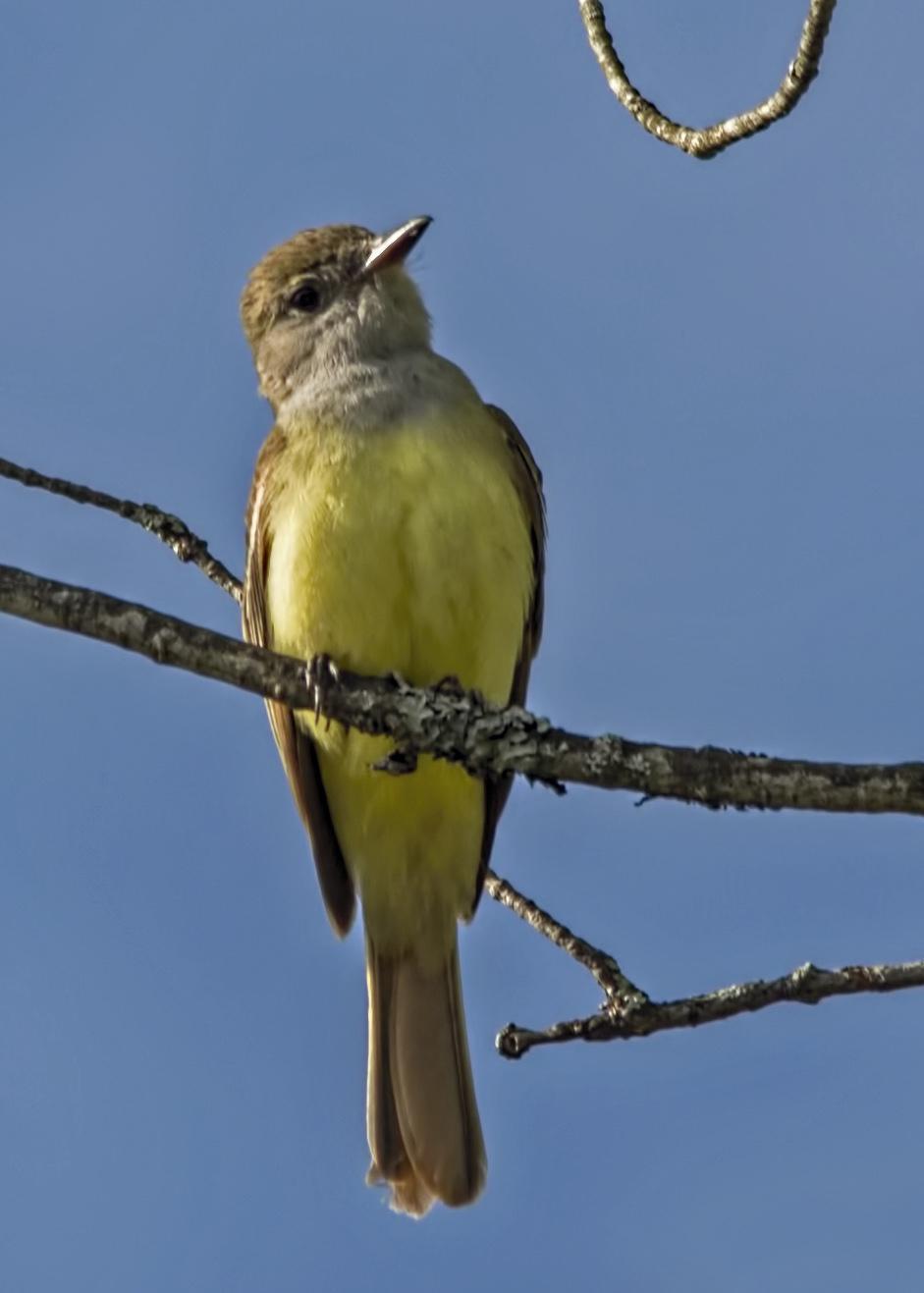 Great Crested Flycatcher Photo by Tracy Patterson