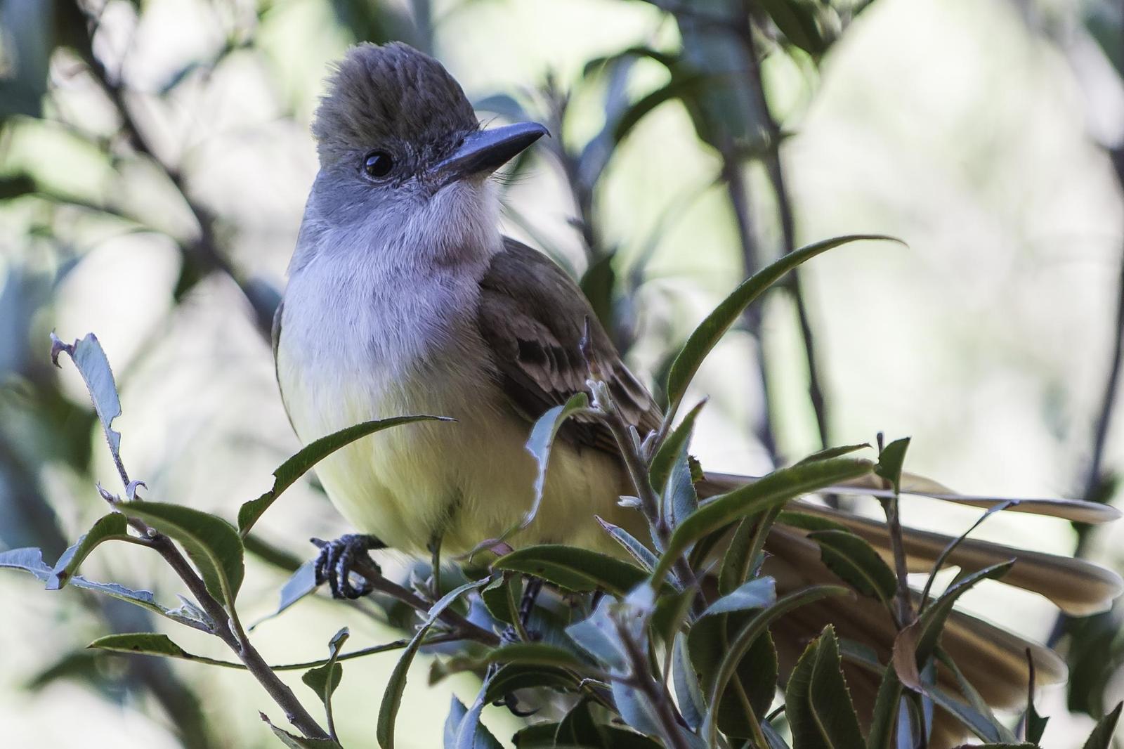 Brown-crested Flycatcher Photo by Mason Rose