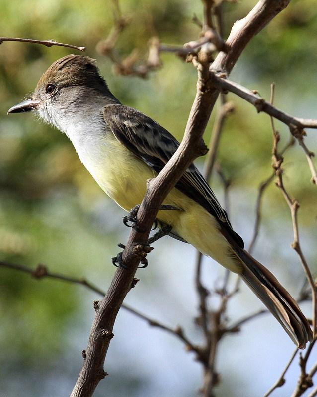 Brown-crested Flycatcher Photo by Cathy Sheeter