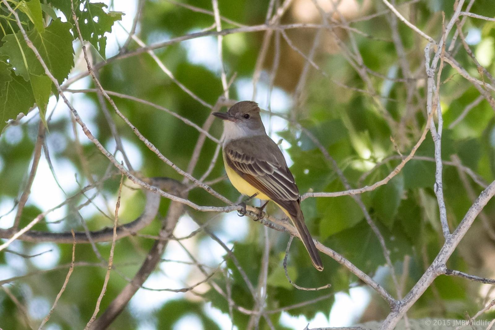 Brown-crested Flycatcher Photo by Jeff Bray