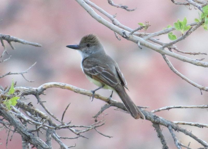 Brown-crested Flycatcher Photo by Jeff Harding