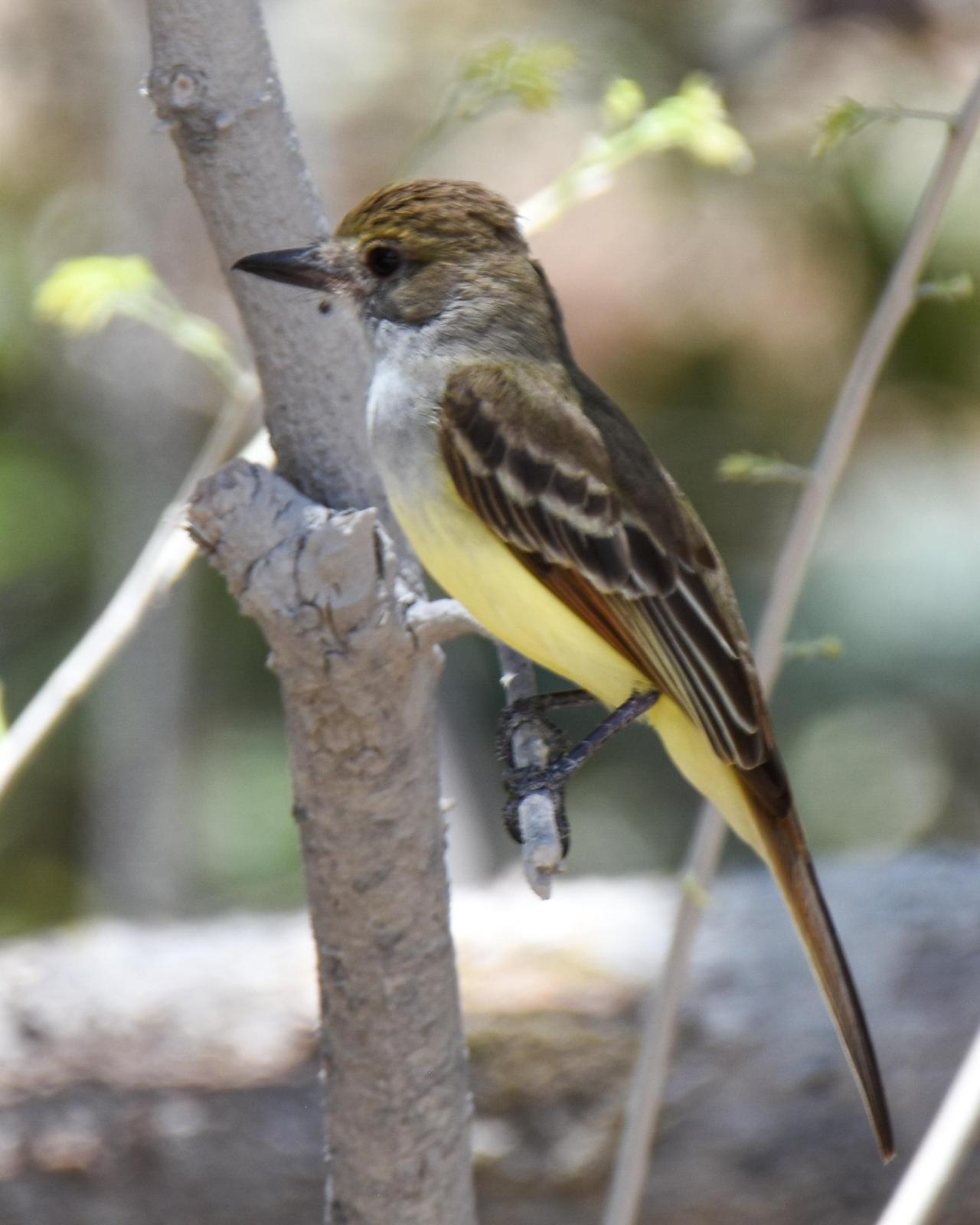 Brown-crested Flycatcher Photo by Cherylyn Murphy