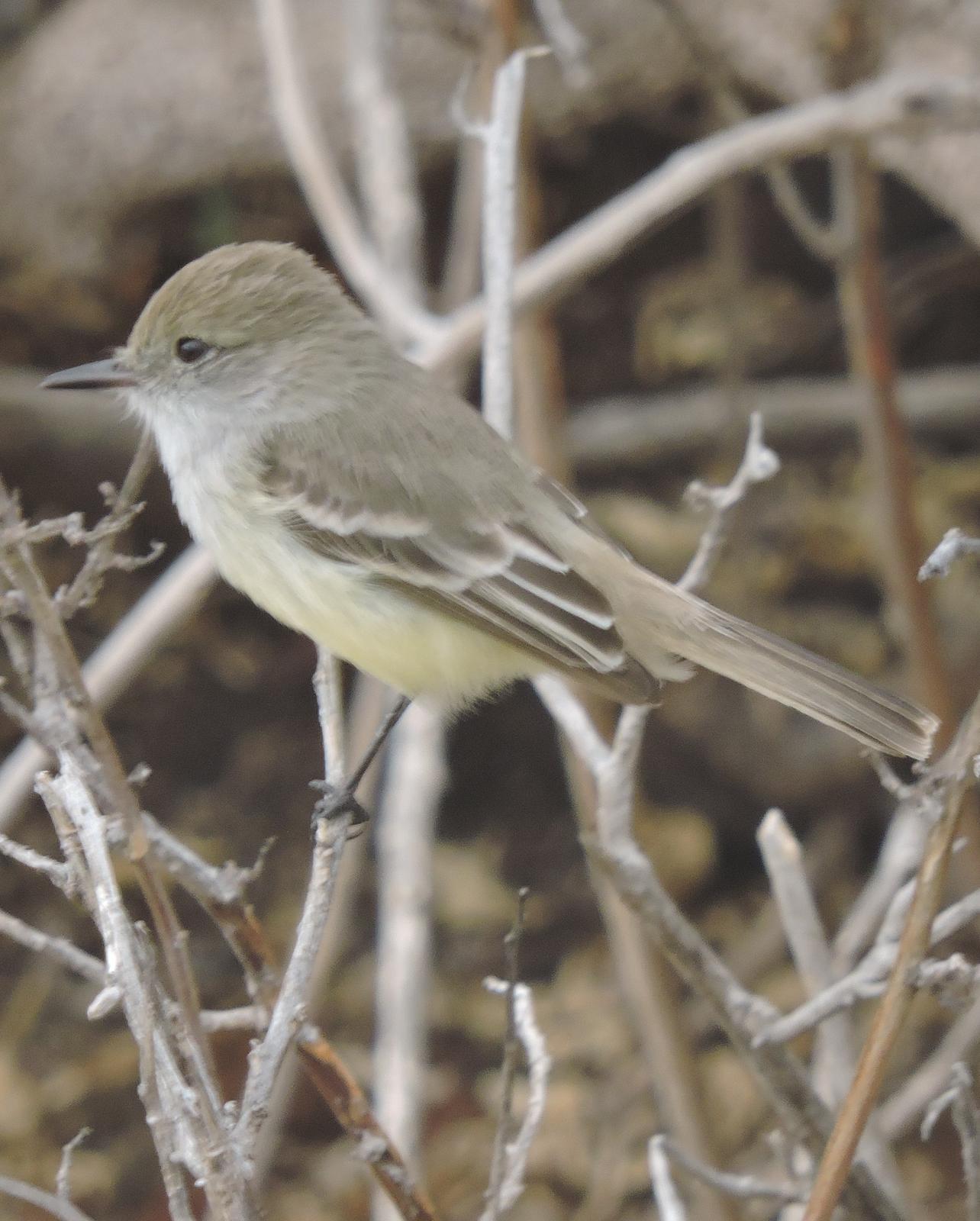 Galapagos Flycatcher Photo by Peter Lowe