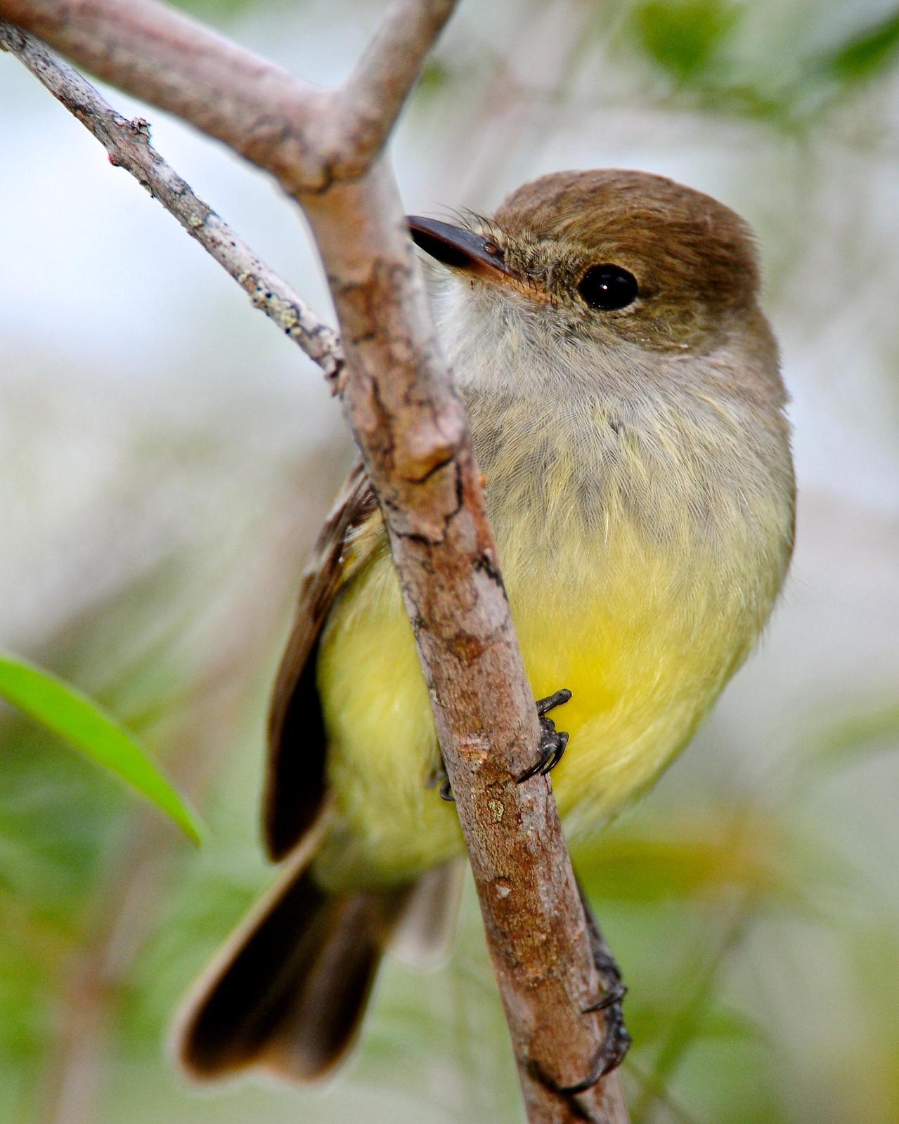 Galapagos Flycatcher Photo by Gerald Friesen