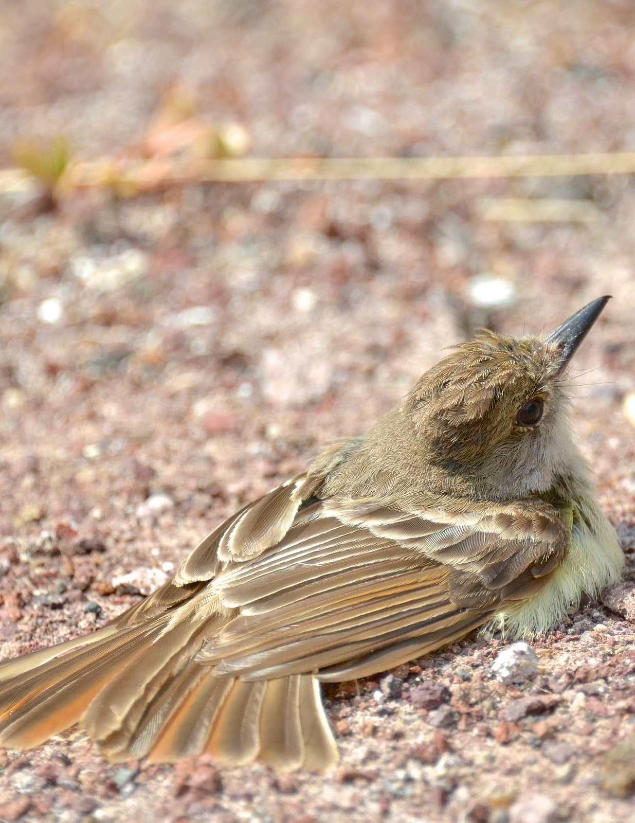 Galapagos Flycatcher Photo by Andrew Pittman