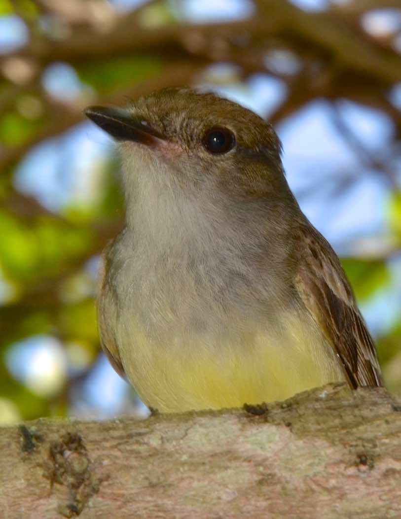 Galapagos Flycatcher Photo by Andrew Pittman