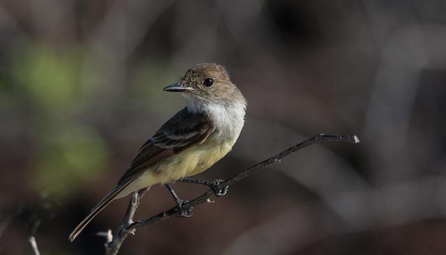 Galapagos Flycatcher Photo by heather valey