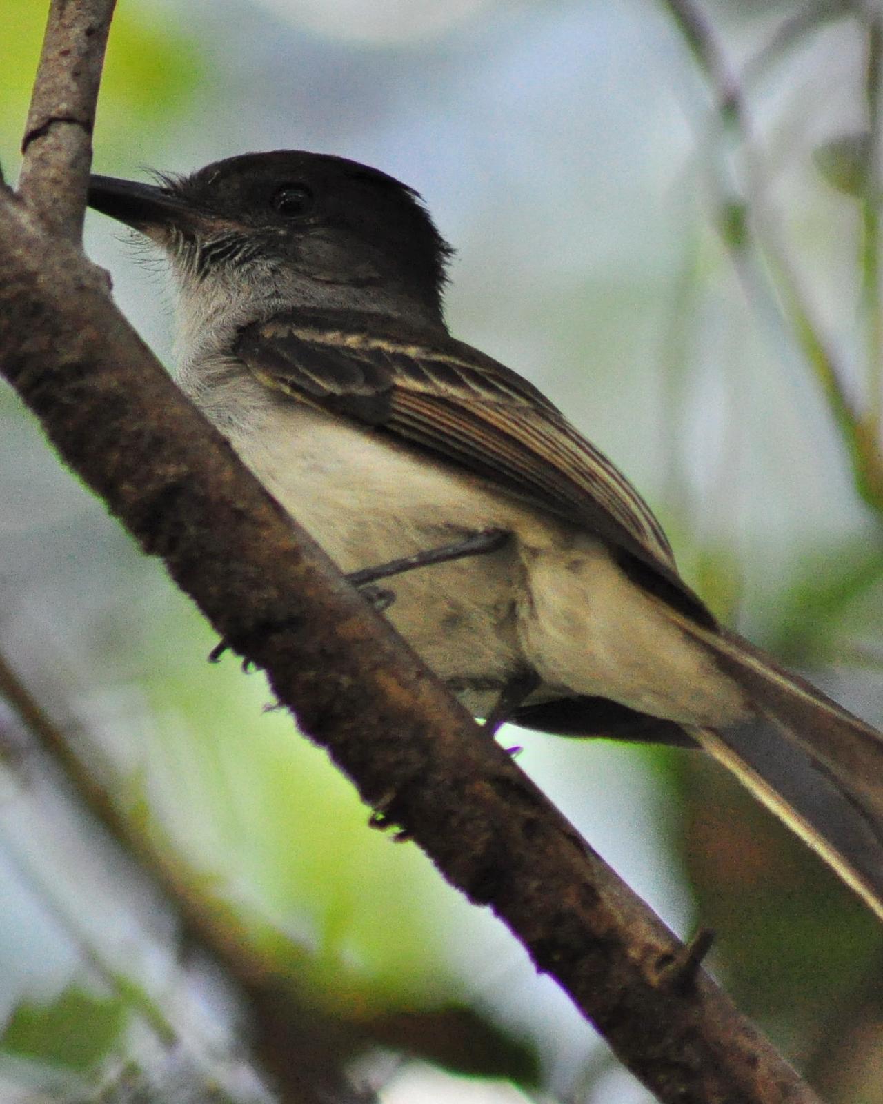 Puerto Rican Flycatcher Photo by Kyle Kittelberger