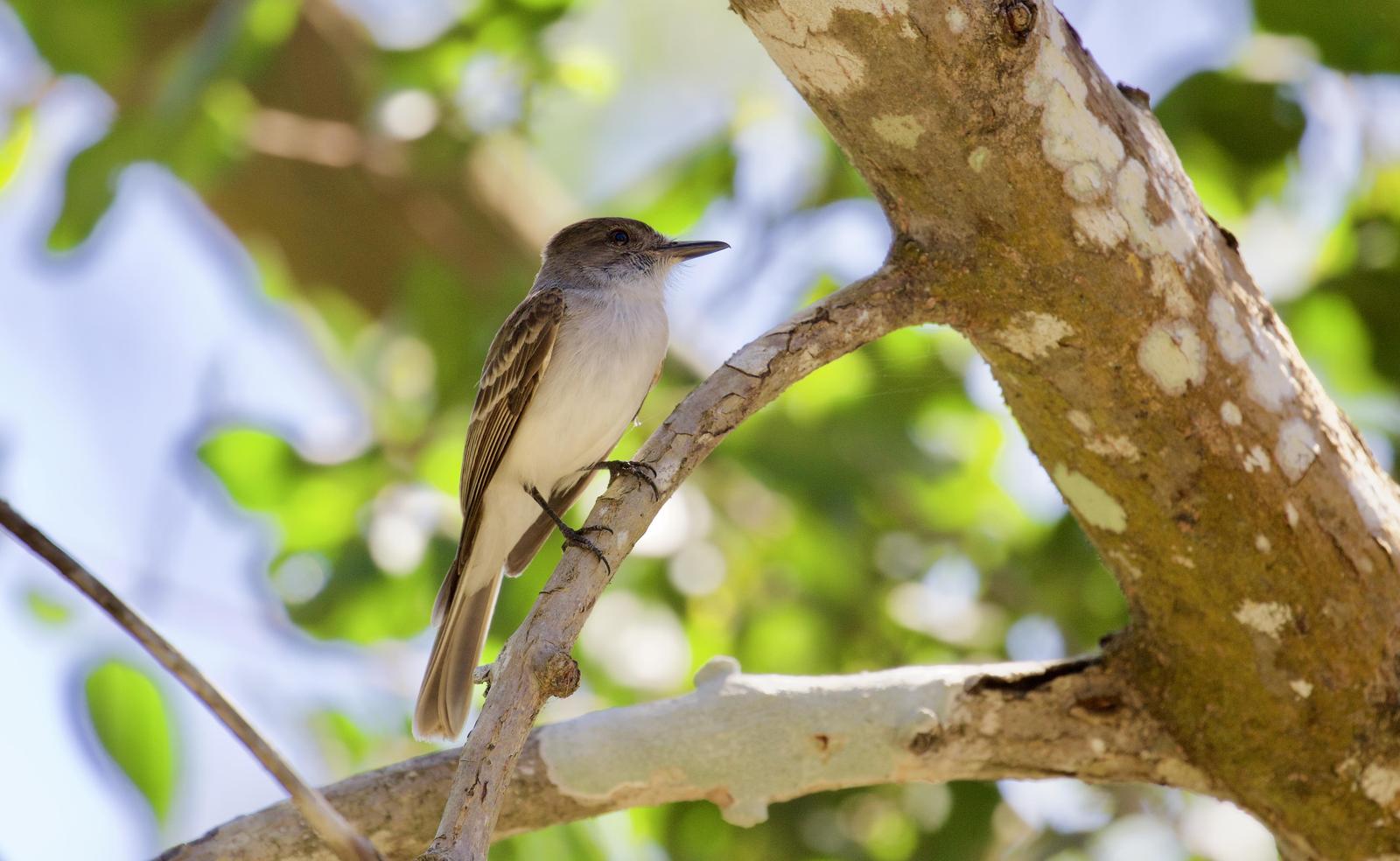 Puerto Rican Flycatcher Photo by  
