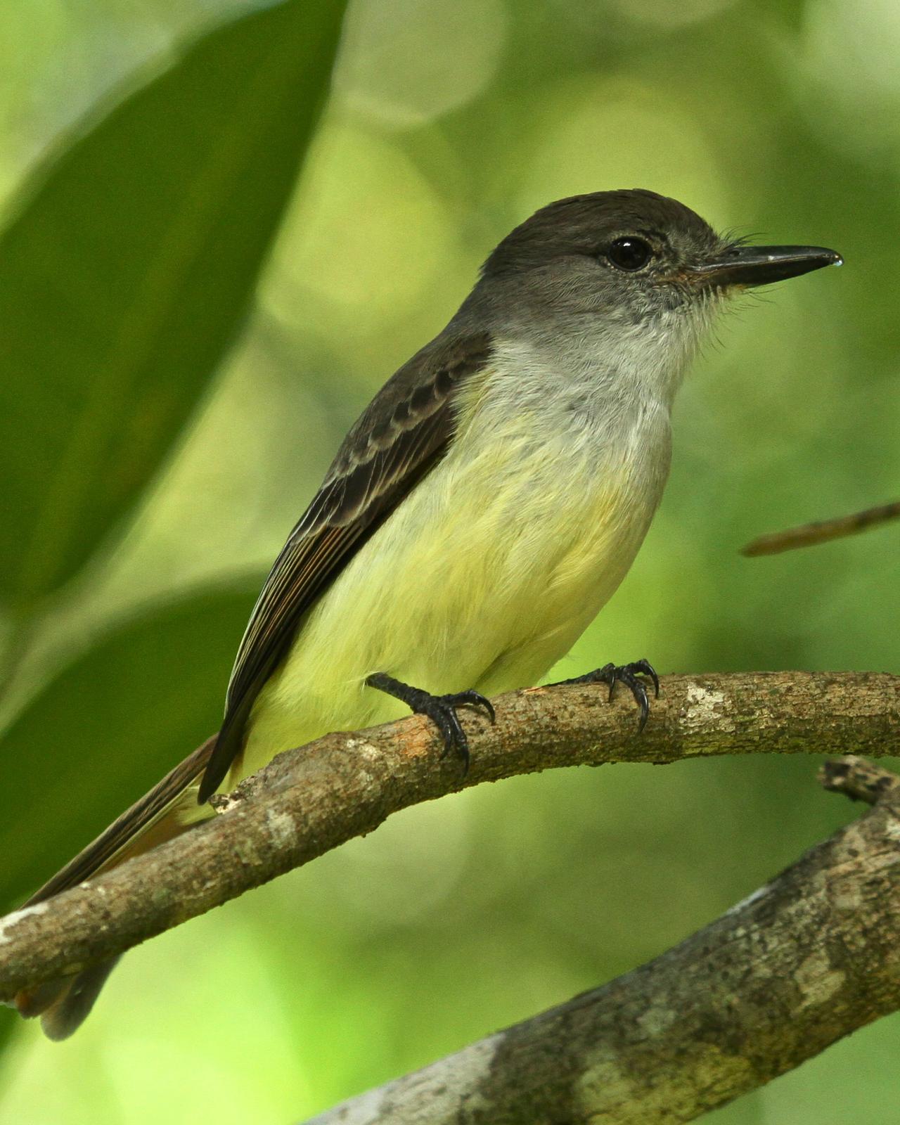 Lesser Antillean Flycatcher Photo by Anthony Levesque