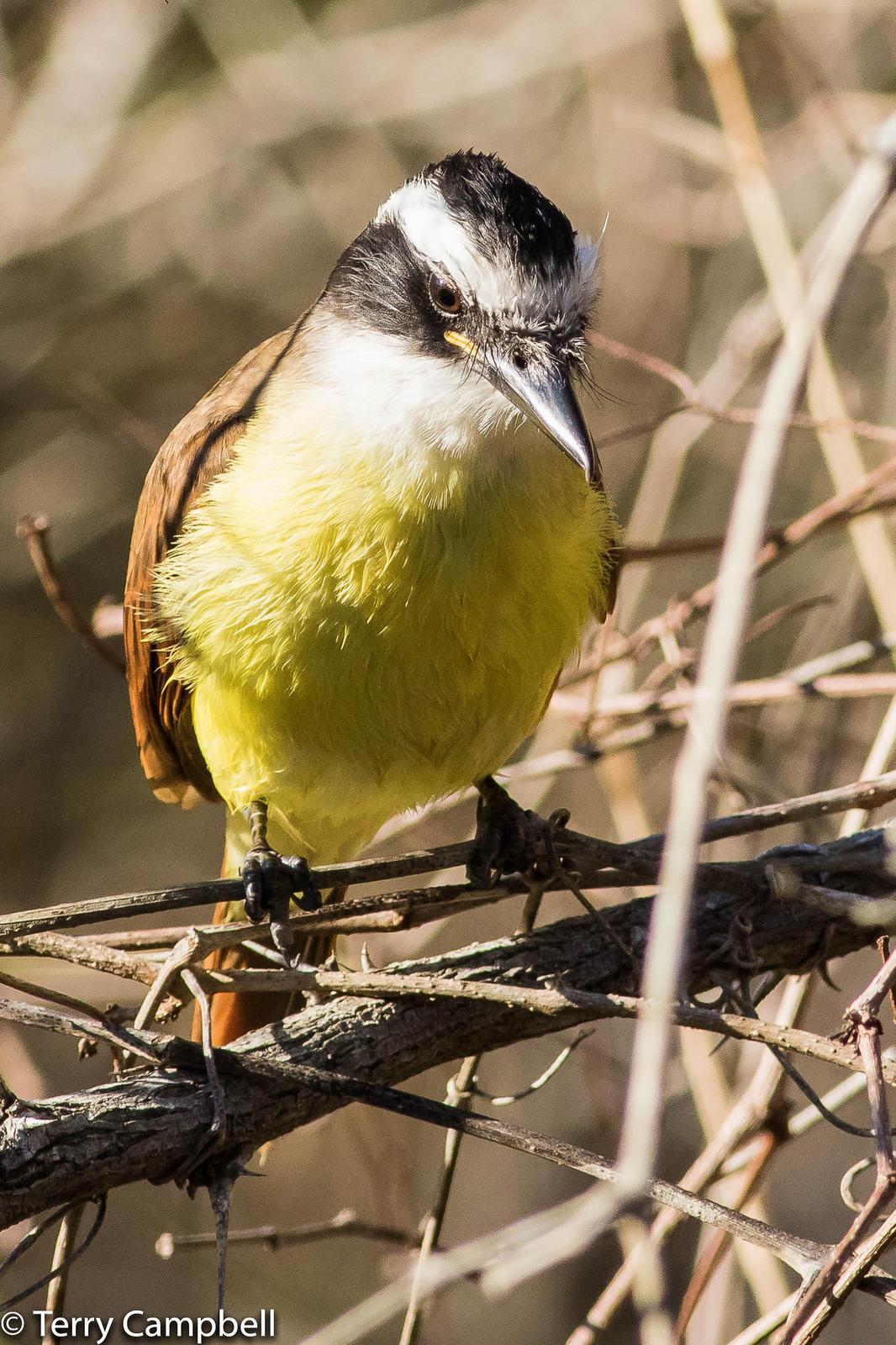 Great Kiskadee Photo by Terry Campbell