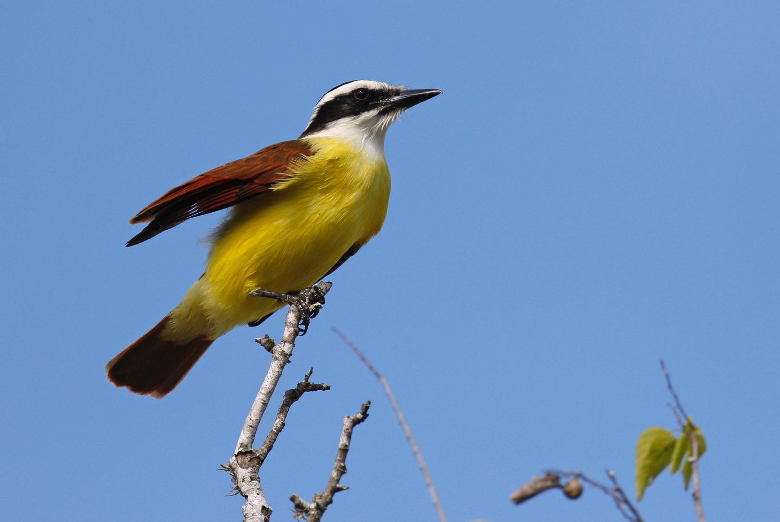 Great Kiskadee Photo by Emily Willoughby